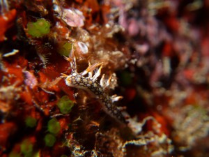 P1020510
