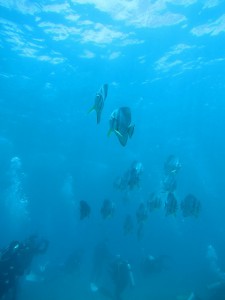 ns-IMG_1479