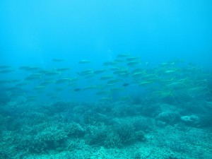 ns-IMG_1482