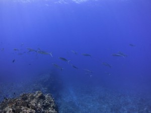 ns-IMG_5249