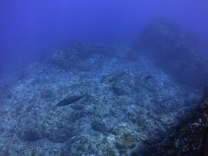 ns-IMG_5250