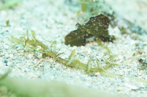 ns-IMG_6779