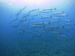 s-IMG_3081