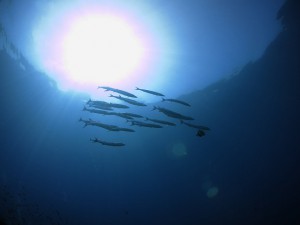 IMG_9880
