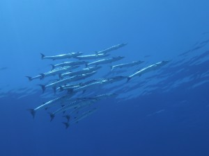 image(1)