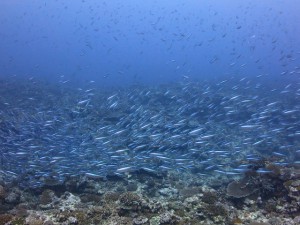 s-IMG_1099