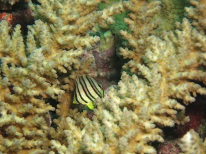 IMG_0035