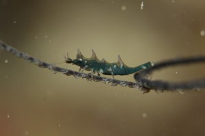 IMG_0069