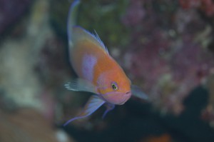 IMG_0378