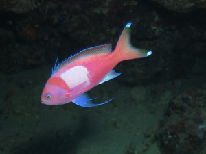 IMG_1260