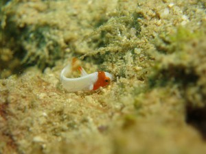 s-IMG_0051