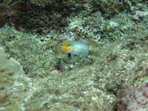 s-IMG_1524