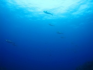 s-IMG_1970