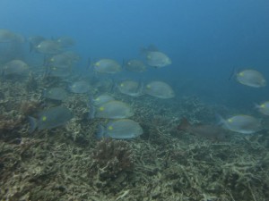 s-IMG_3029