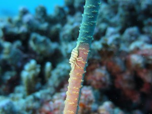 s-IMG_0308