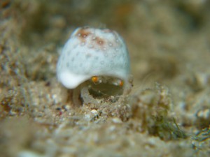 s-P1050776 (2)