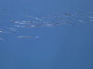 sP1080127