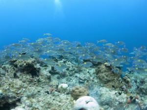 s-IMG_3066