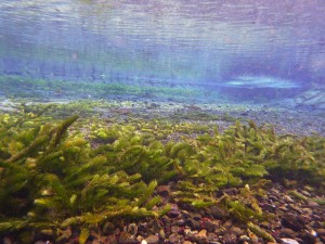 s-湧水公園