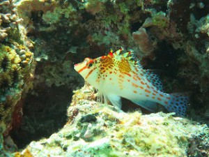 IMG_1350