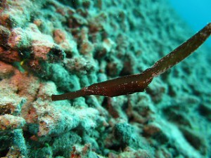 IMG_2679