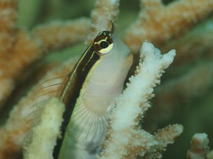 P6158815