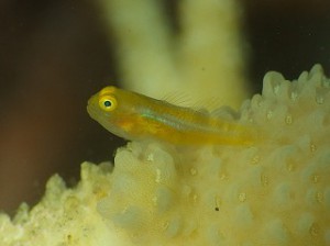 キイロサンゴハゼ