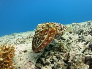 IMG_1093