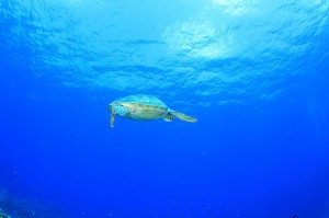 IMG_9204