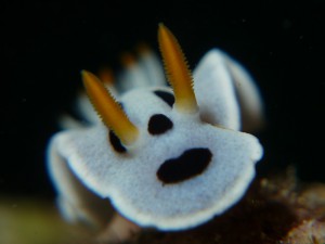 P1030104
