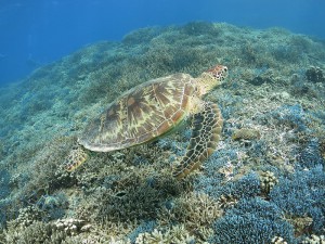 IMG_0740