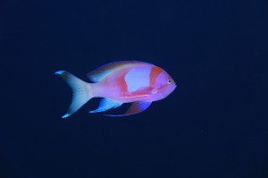 IMG_1508
