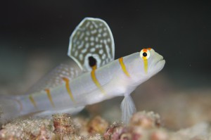 IMG_2691 - コピー