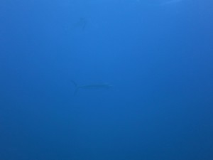 IMG_1239