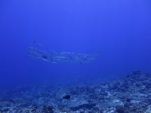 IMG_0010