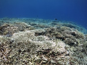 IMG_1946