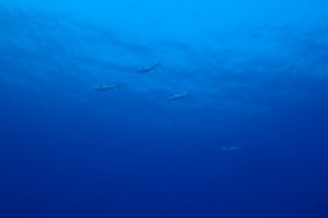 P3190310