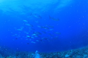 IMG_0626