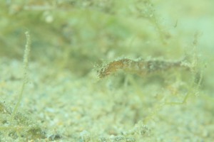 IMG_4833